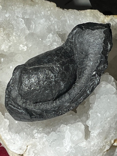 Fossilized Whale Inner Ear