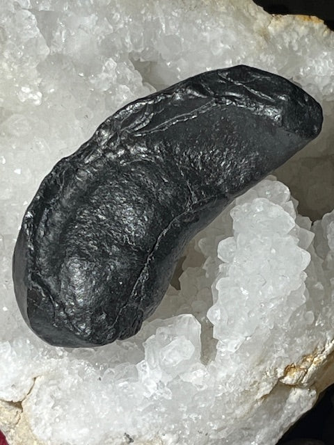 Fossilized Whale Inner Ear