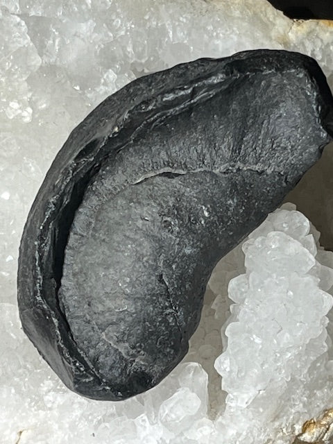 Fossilized Whale Inner Ear