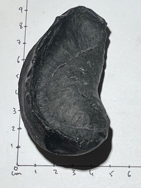 Fossilized Whale Inner Ear