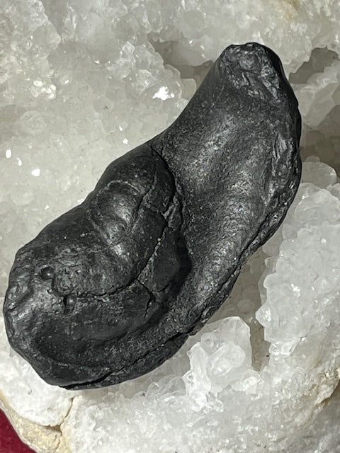 Fossilized Whale Inner Ear