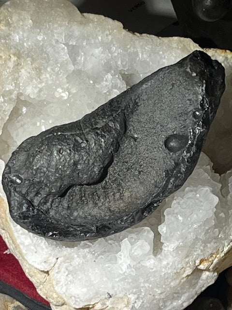 Fossilized Whale Inner Ear