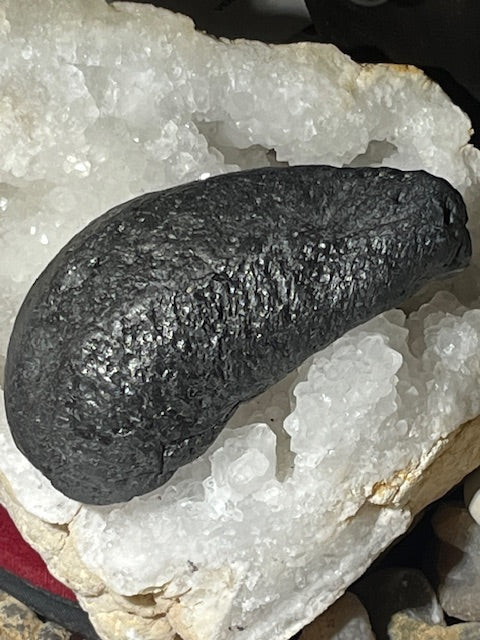 Fossilized Whale Inner Ear