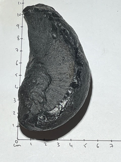 Fossilized Whale Inner Ear