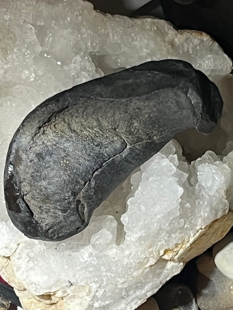 Fossilized Whale Inner Ear