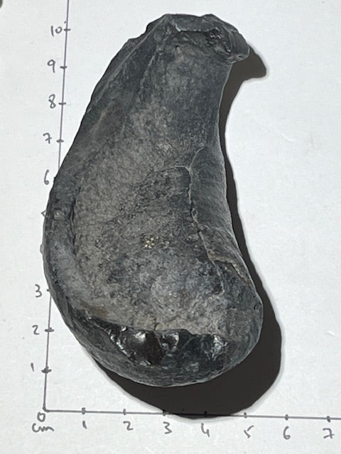 Fossilized Whale Inner Ear