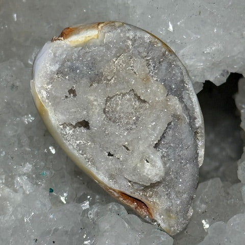 Coquillage cristallisé Spiralite