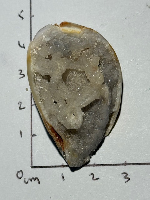 Spiralite crystallized shell