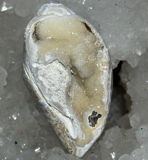 Coquillage cristallisé Spiralite