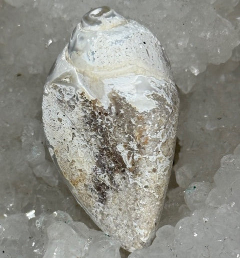 Coquillage cristallisé Spiralite