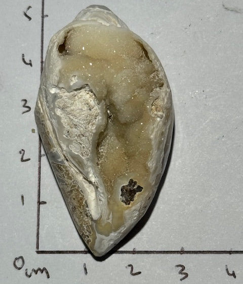 Coquillage cristallisé Spiralite