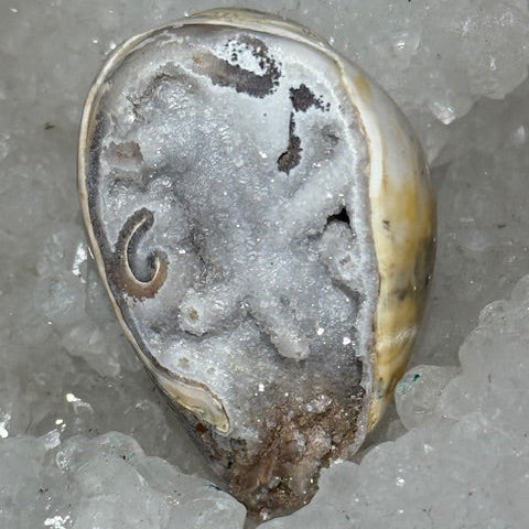 Coquillage cristallisé Spiralite