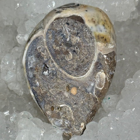 Spiralite crystallized shell