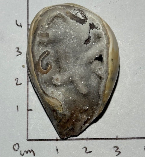 Spiralite crystallized shell