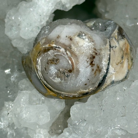 Spiralite crystallized shell