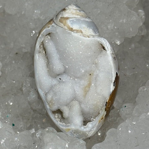 Coquillage cristallisé Spiralite