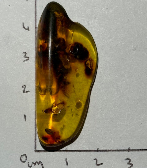 Ambre Baltique oasis de cristal