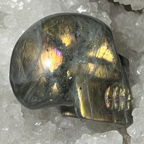 Crâne Labradorite