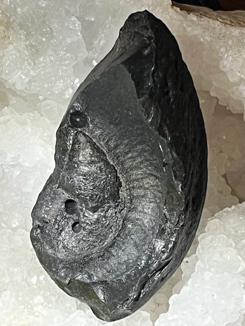 Oreille Interne de Baleine Fossilisée