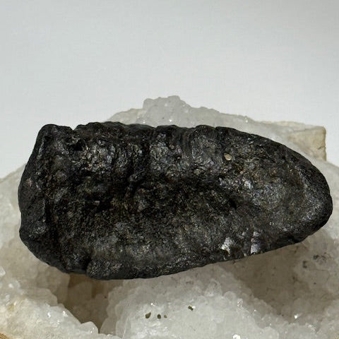 Oreille Interne de Baleine Fossilisée