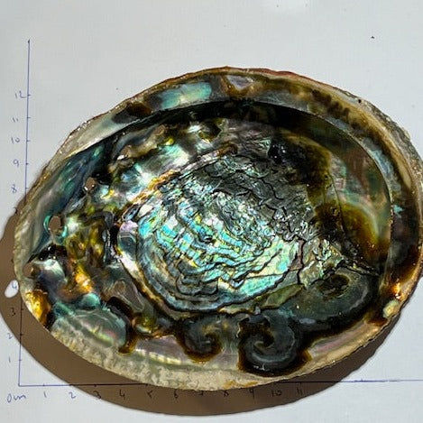 Shell Oasis Abalone Shell – Oasis de Cristal