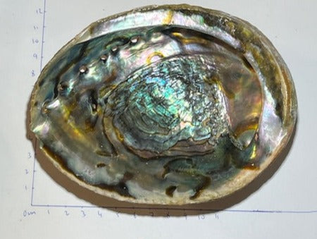 Coquille d'Ormeau ( Abalone Shell) – Oasis de Cristal