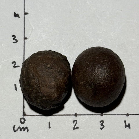 Moquis