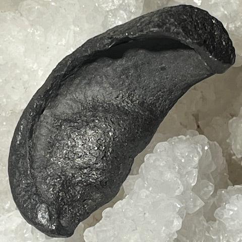 Oreille Interne de Baleine Fossilisée