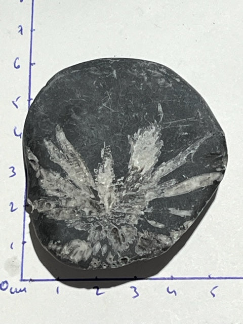 Chrysanthemum stone