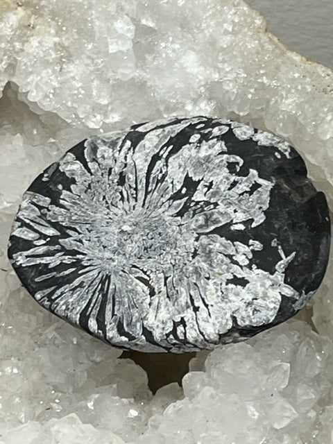 Chrysanthemum stone