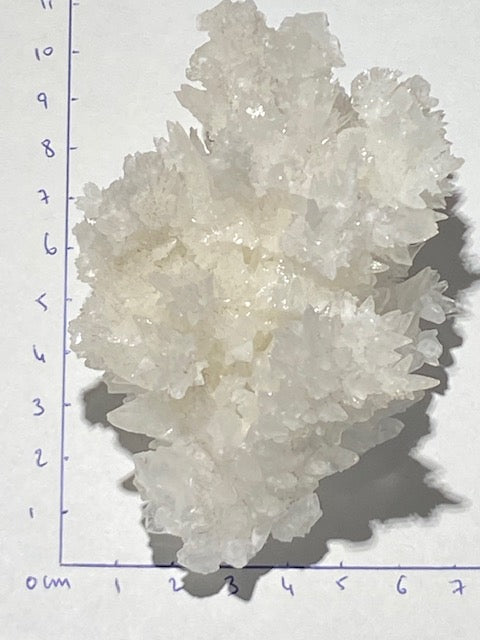 White Aragonite "Coral"