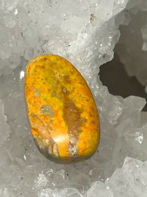 Bumblebee Jasper